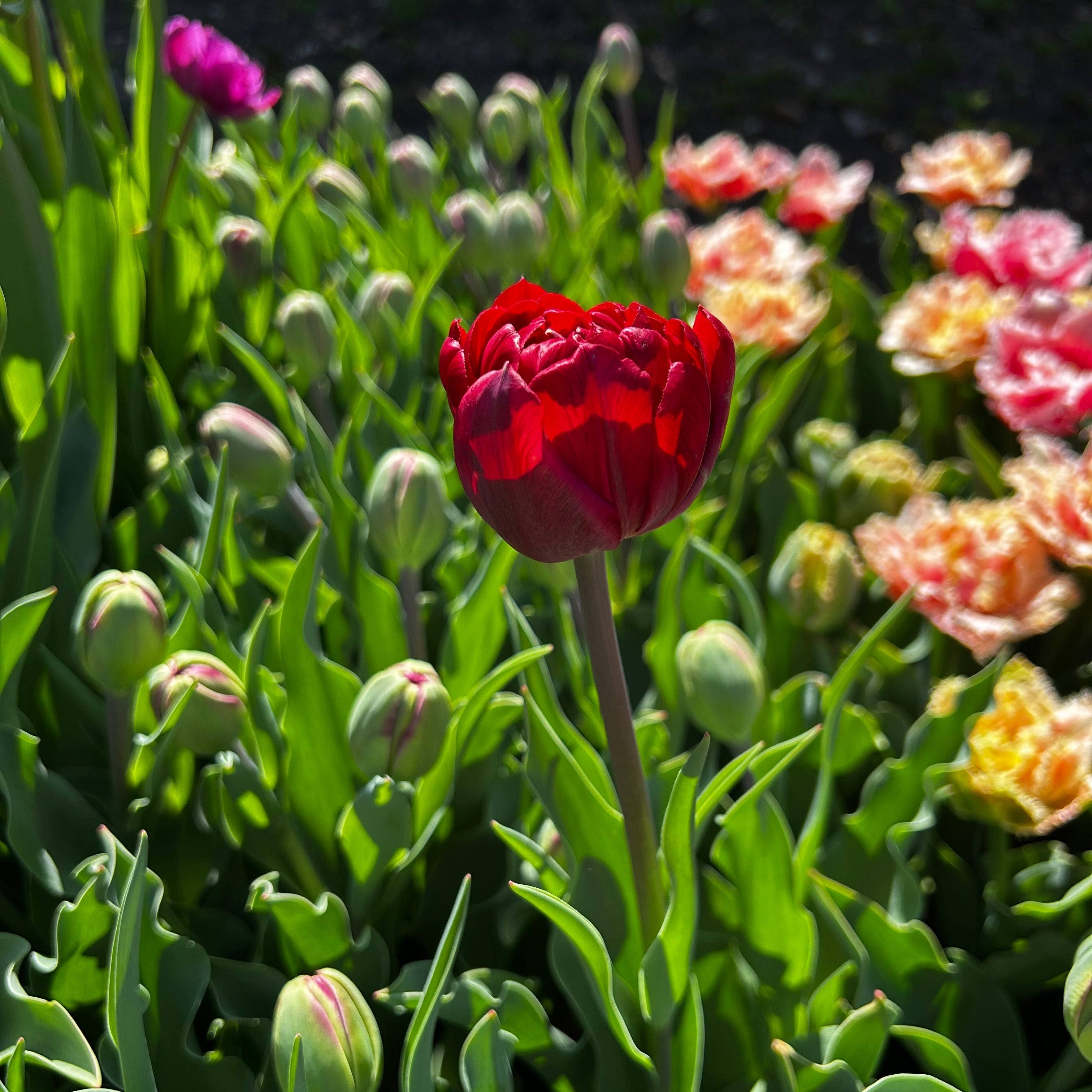 Cultivating Everlasting Beauty