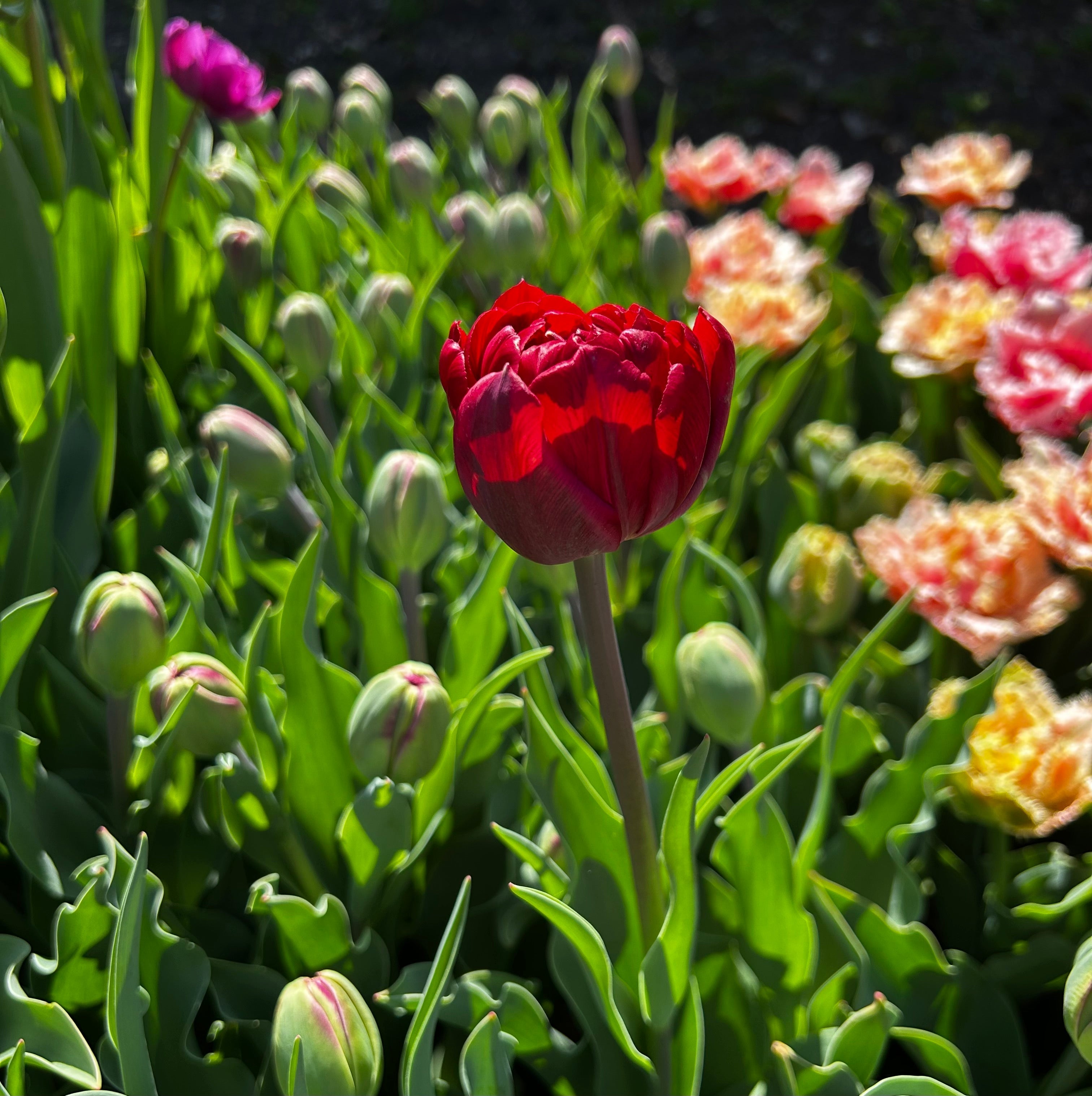Cultivating Everlasting Beauty