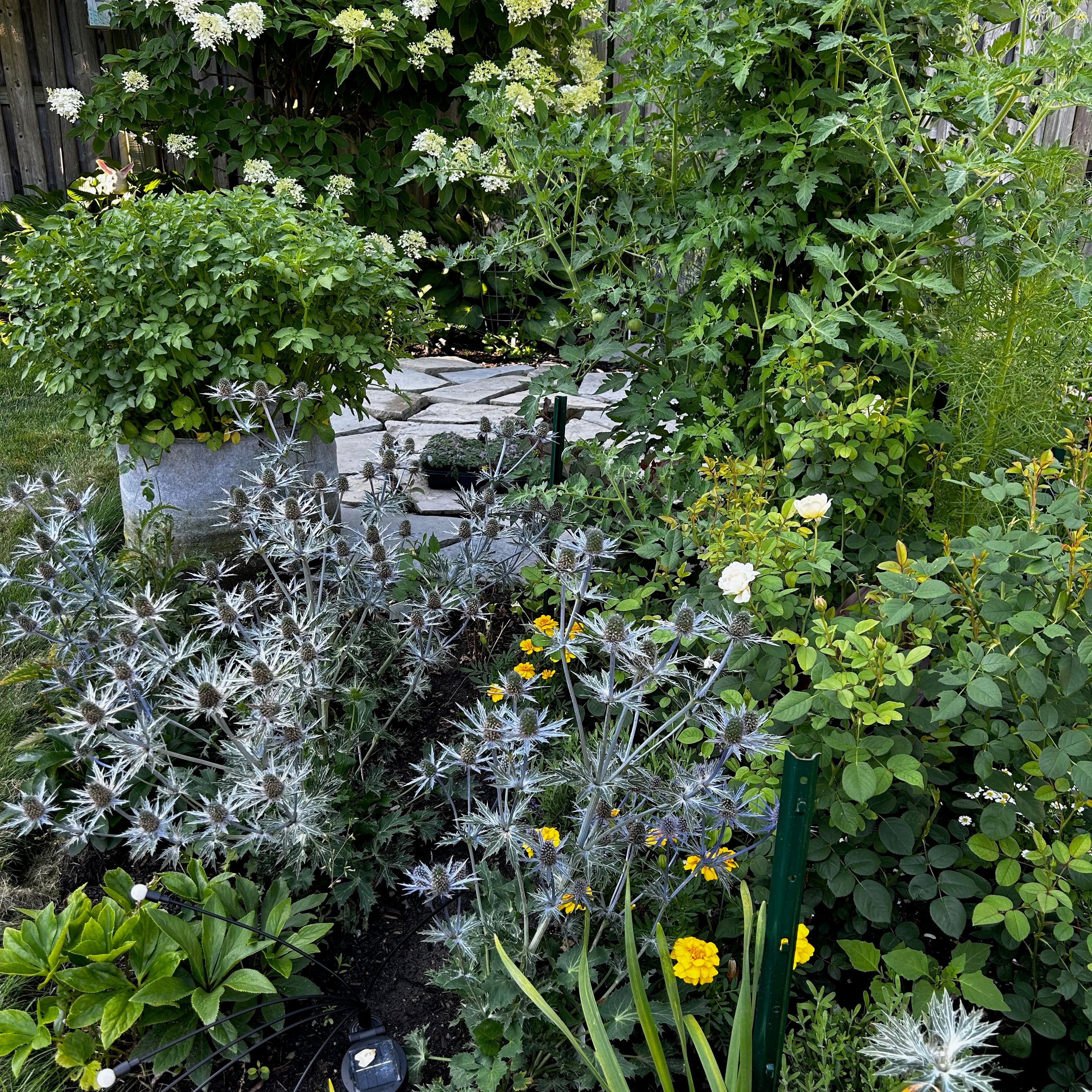 The Sweet Surrender: A Garden Harvest