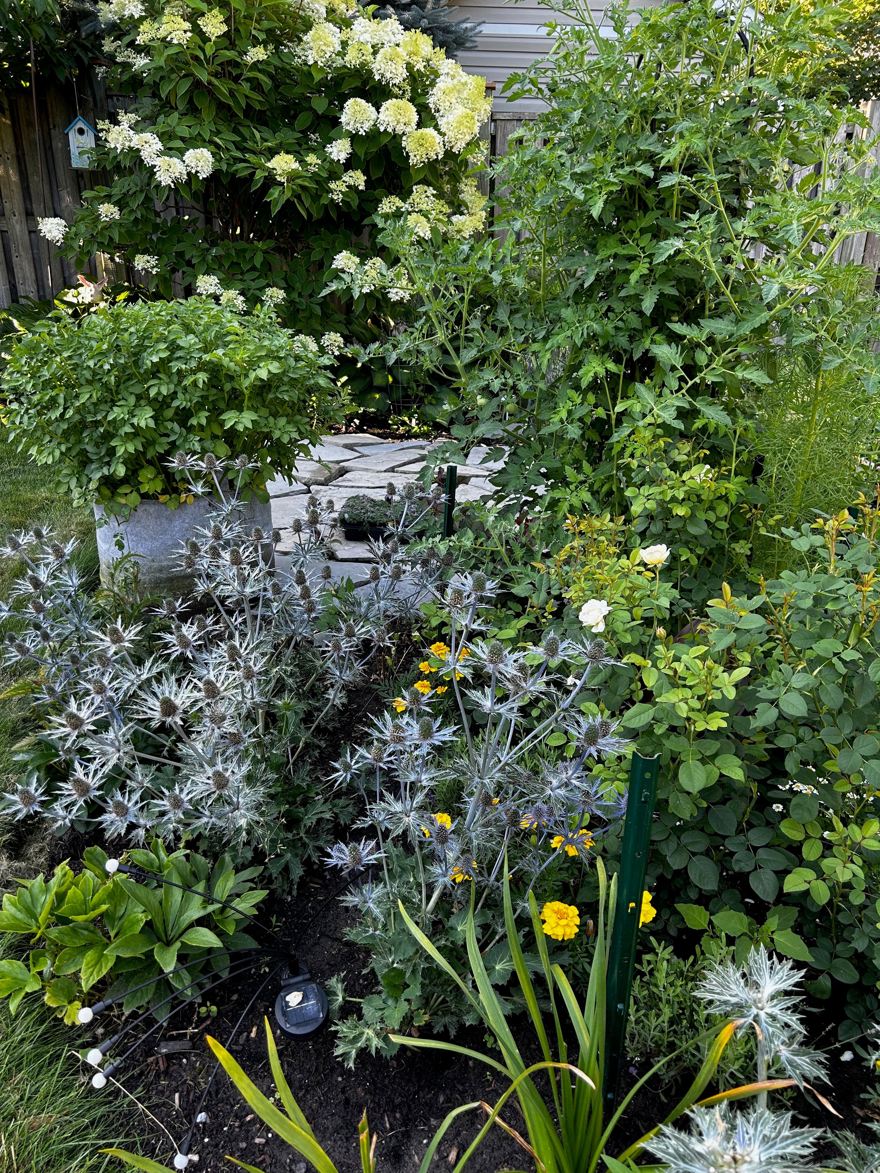 The Sweet Surrender: A Garden Harvest