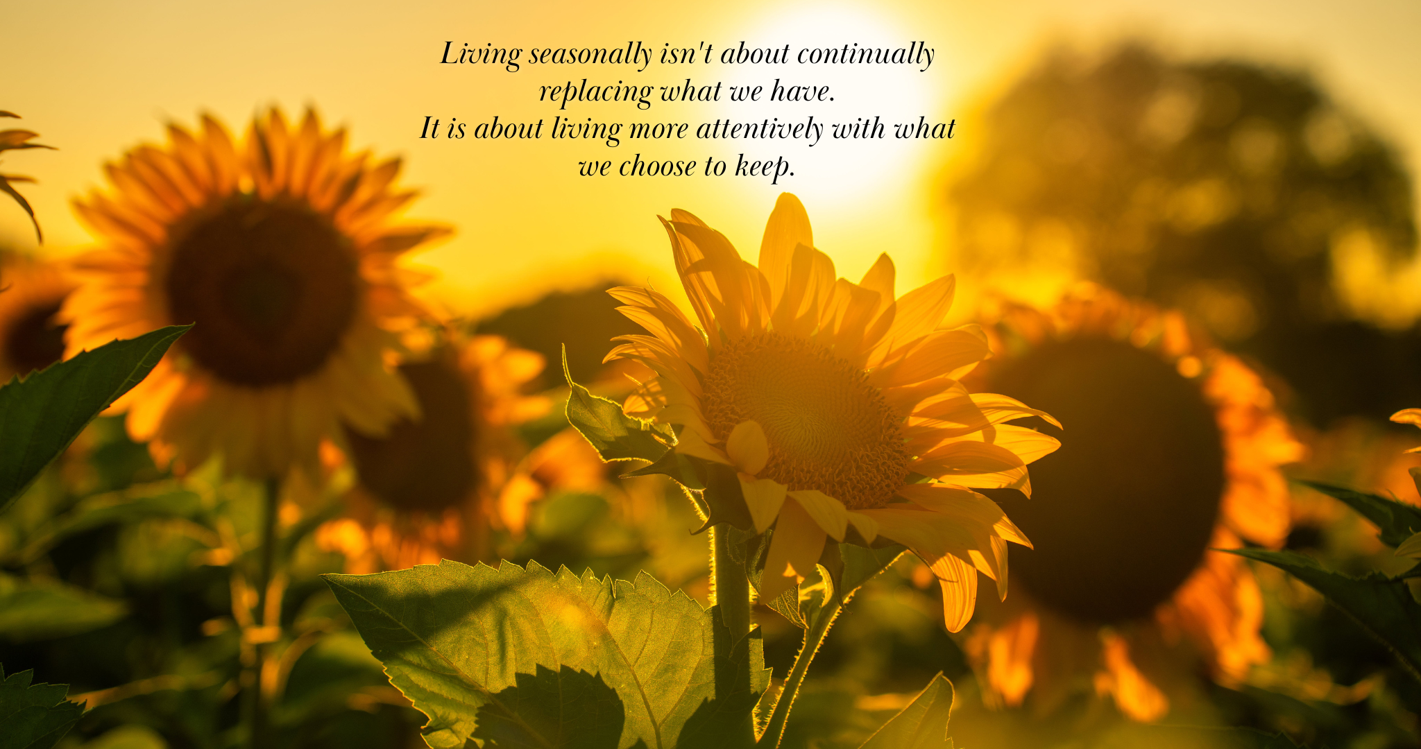 Sunflowers in the sunset.