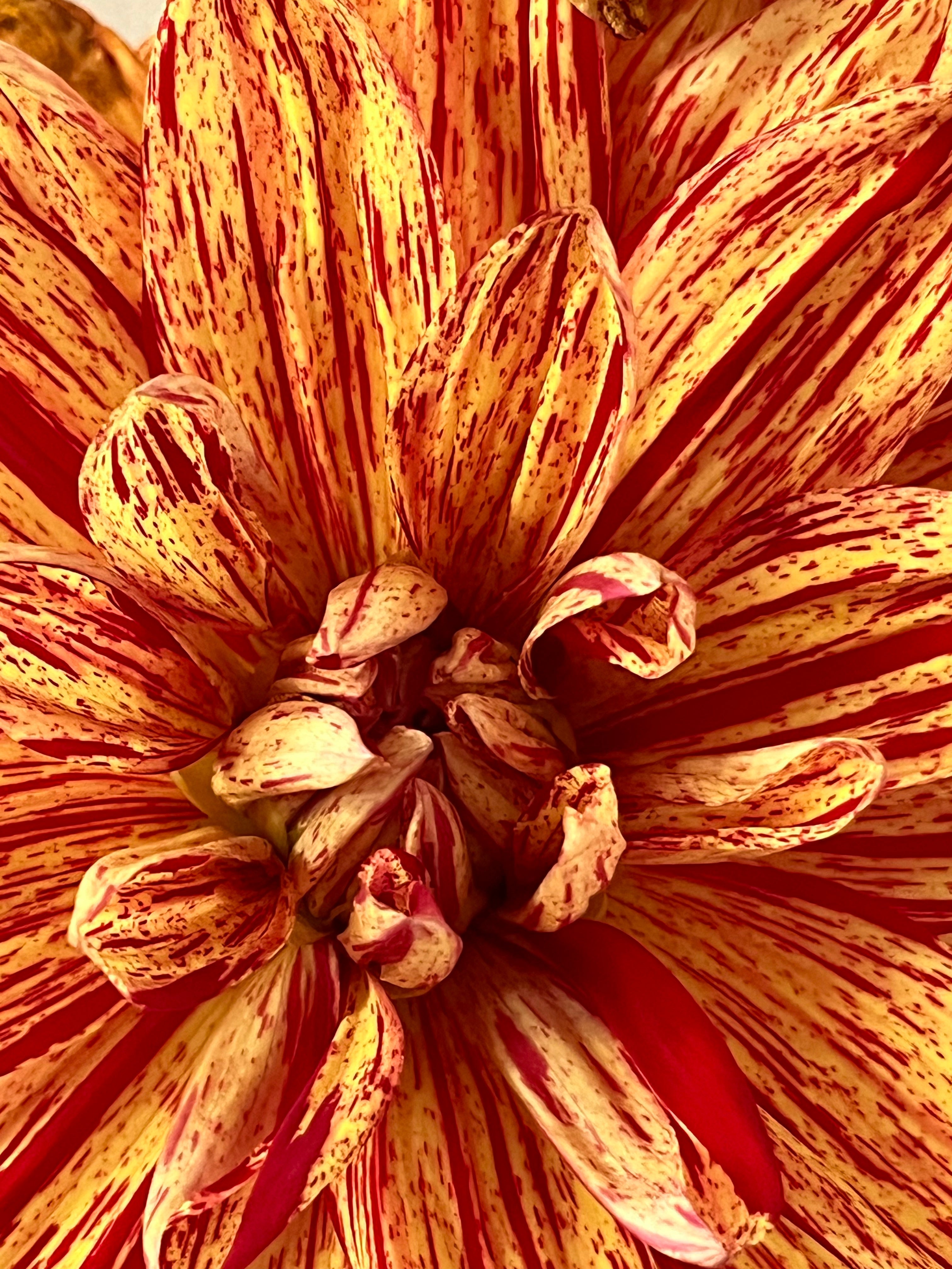 Botanical Photography