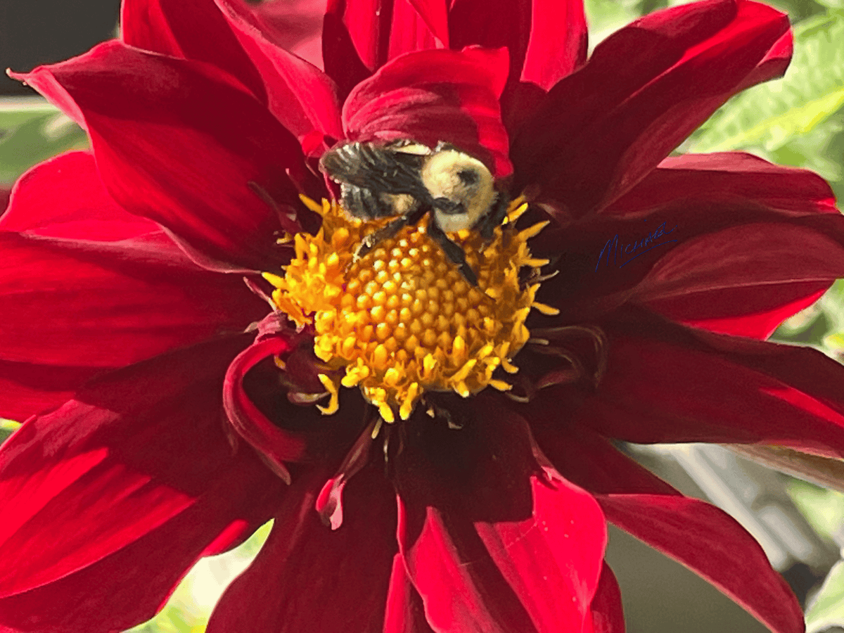 A close-up photograph of a bumblebee crawling on the bright yellow center of a large, deep red flower, with green foliage blurred in the background.