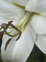 A extreme close-up of the inside of a white Lily with her anther reaching forward against all her white petals.  1