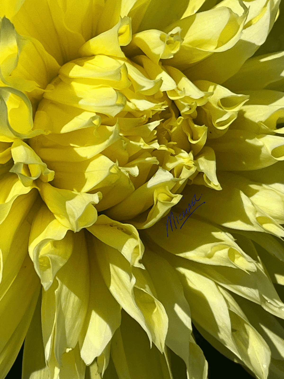 Into The Yellow