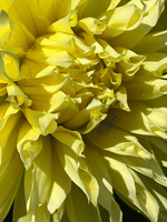 Into The Yellow 1