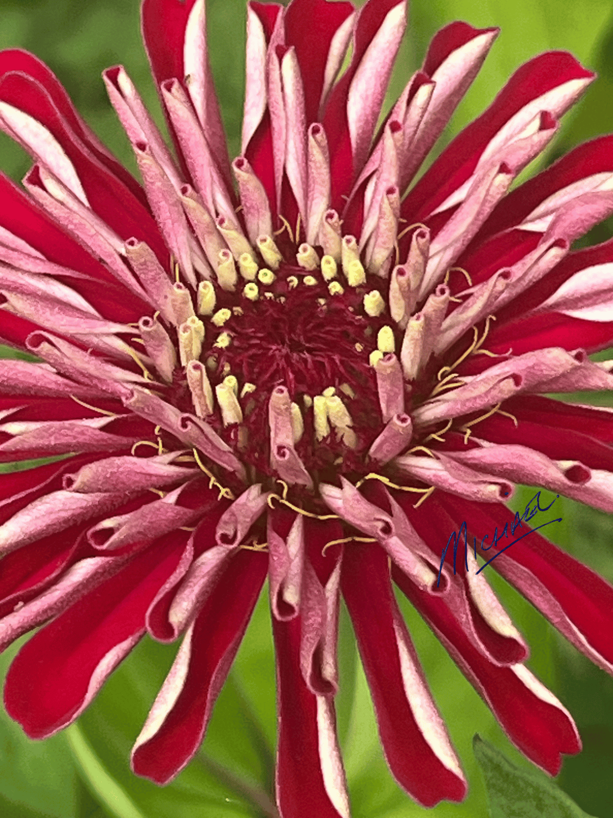 A close-up of a zinnia flower with deep red petals that have white edges, a dark red center, and yellow-tipped stamens, set against a soft green blurred background.
