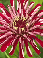 A close-up of a zinnia flower with deep red petals that have white edges, a dark red center, and yellow-tipped stamens, set against a soft green blurred background. 1