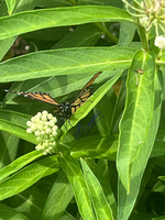 A close-up photograph of a monarch butterfly perched on a cluster of white milkweed flowers among bright green leaves. 1