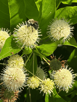 Close-up of a green leafy plant with round white flower clusters and a bumblebee crawling on one bloom. 1