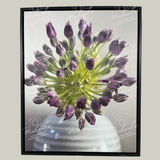 Large scale framed photograph of a purple allium flower on the verge of blooming.