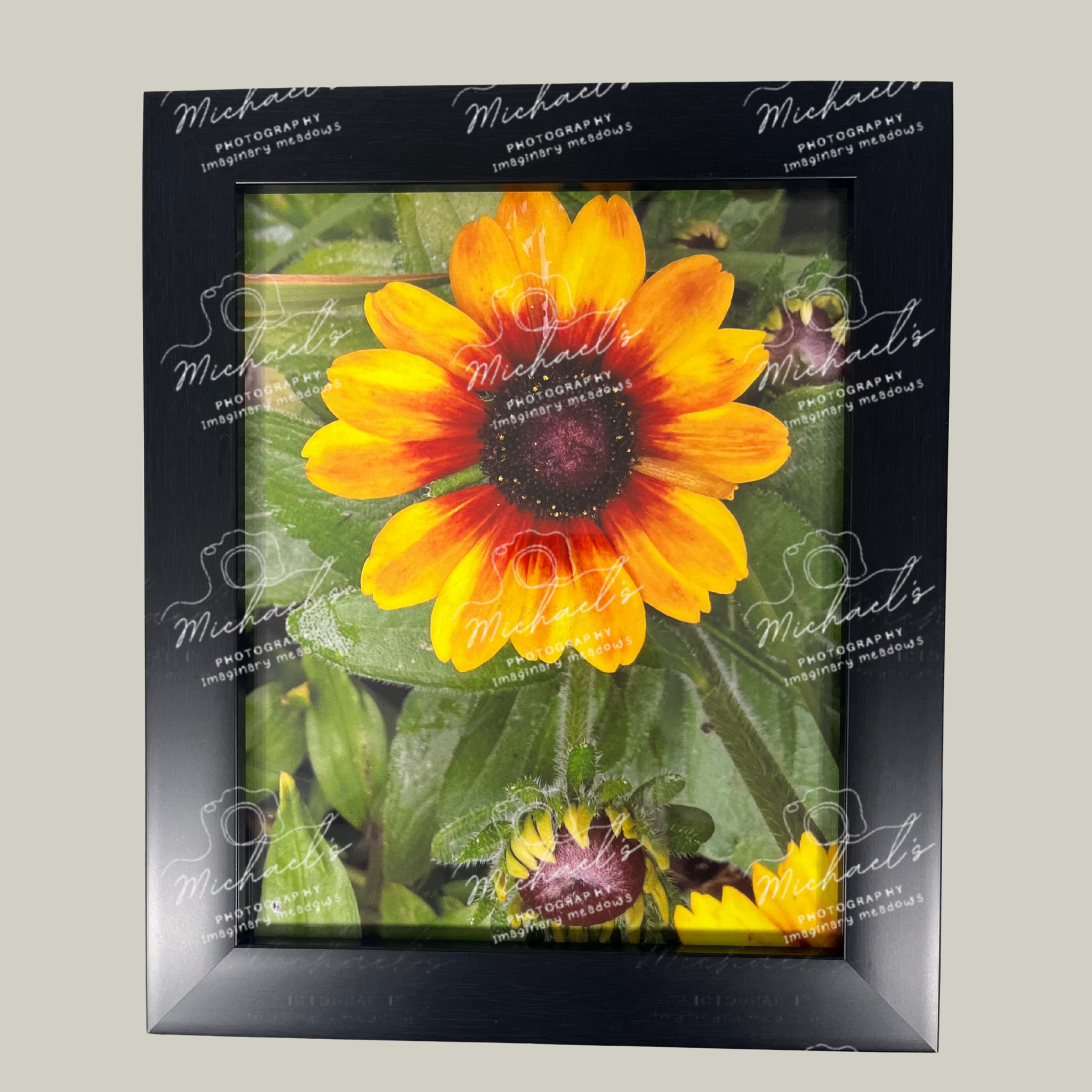 Matt black framed photograph of a open black eyed Susan with more buds coming