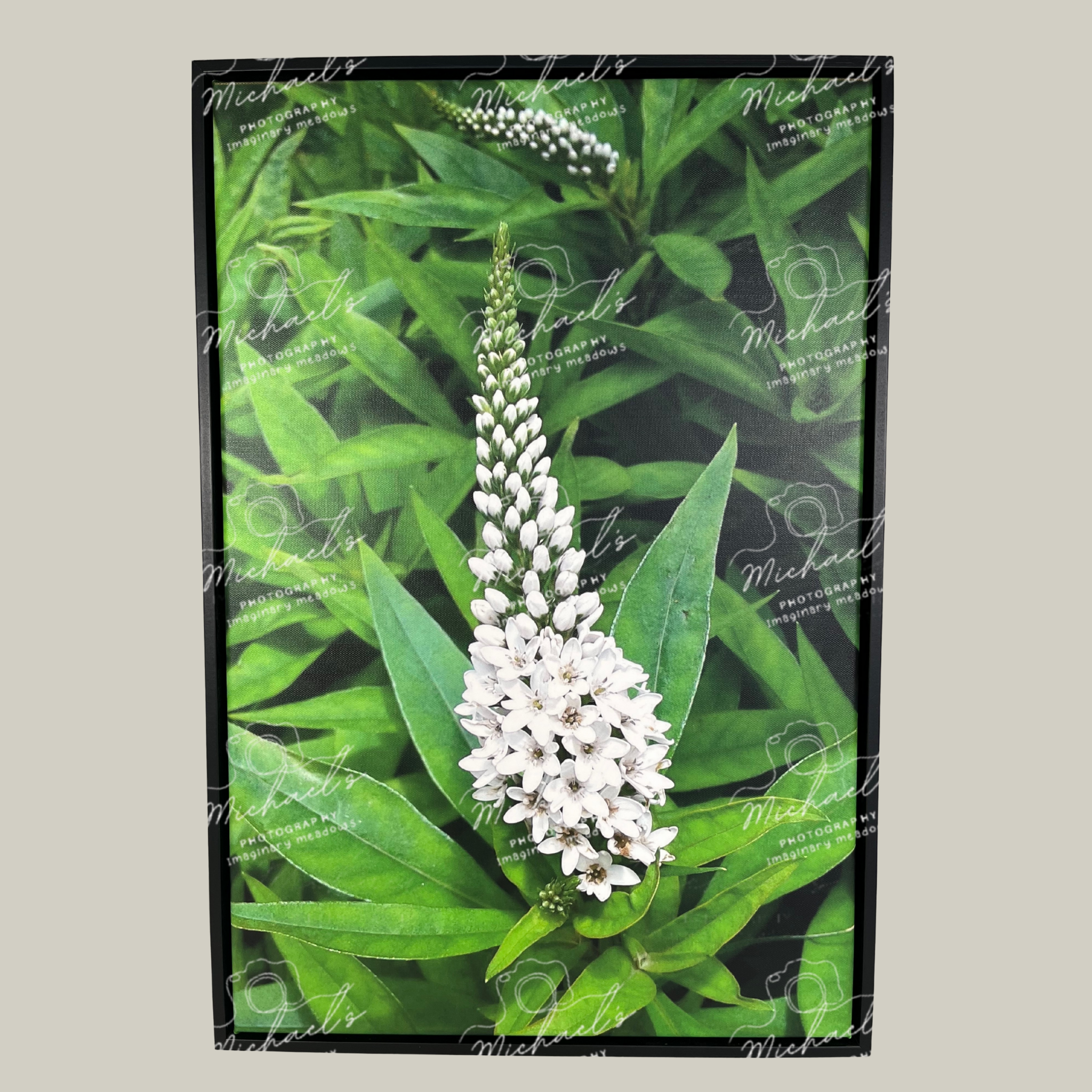 Large scale photography of white pineapple lily flowers and green leaves with a matte black frame.