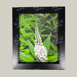 Matte black framed photograph of a white pineapple lily flower and green leaves.