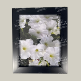 Framed photograph of white petunia flowers with a matt black frame