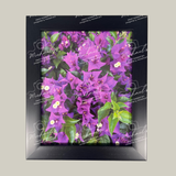 Matt black framed artwork with purple bougainvillea flowers and green leaves 