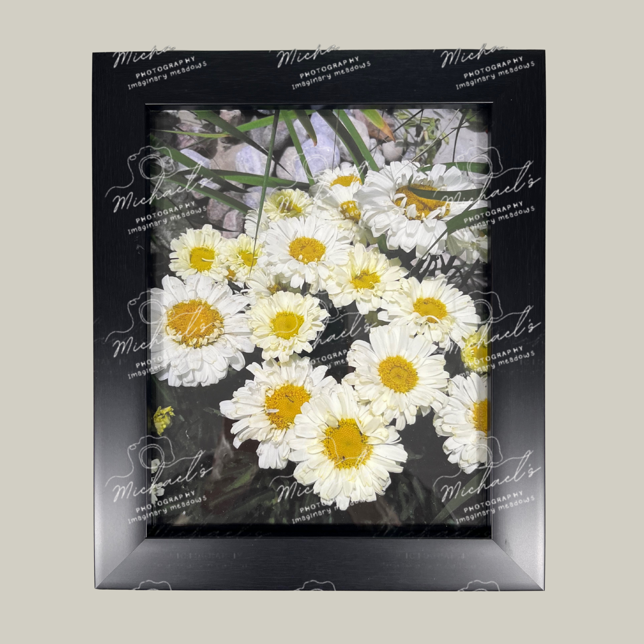 Matt black framed artwork of Shasta daisies, white with yellow centres.