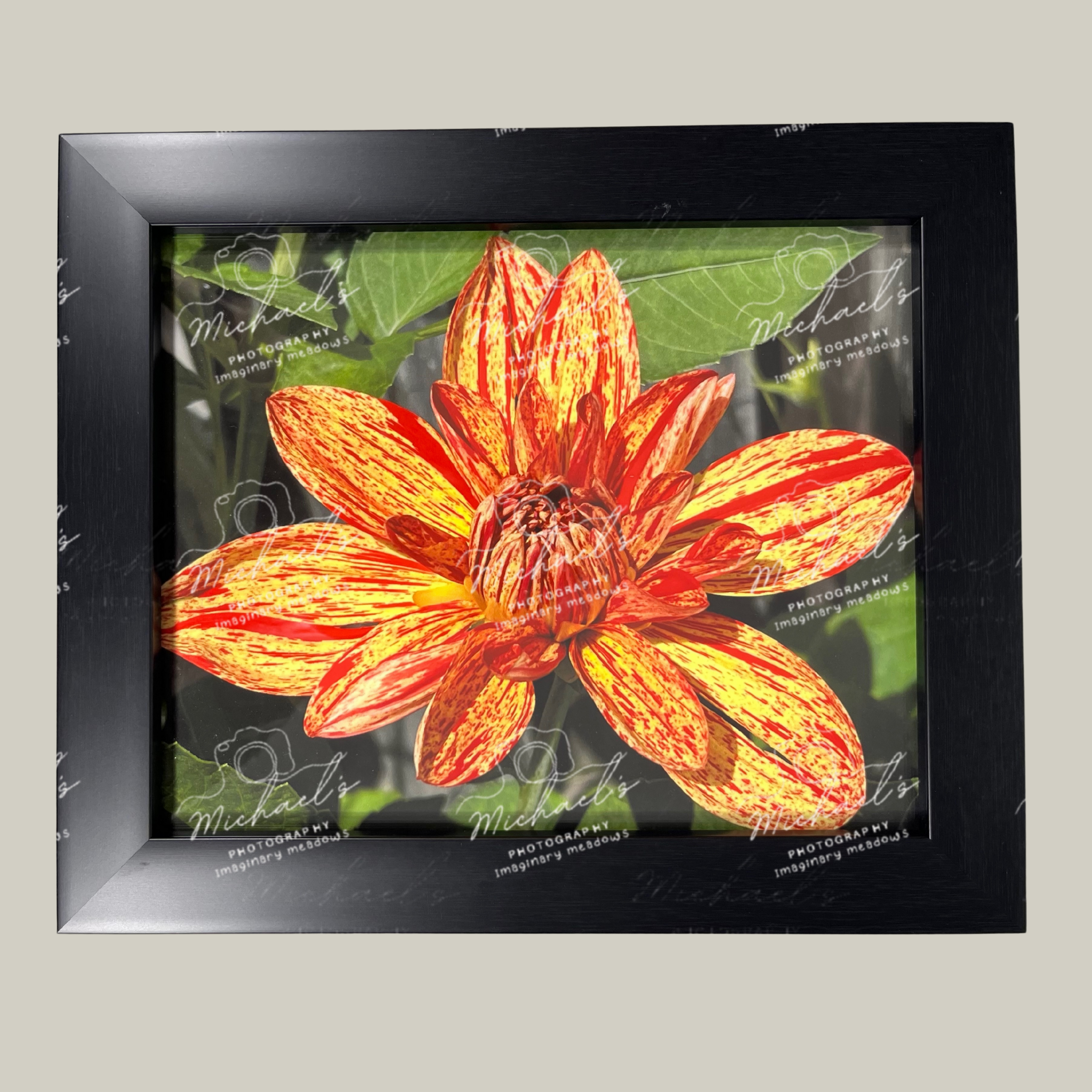 Matte black framed fine art photography of a red and yellow Dahlia flower with green leaves.