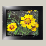 Matte black framed fine art photograph of yellow coreopsis flowers with a green leafy background