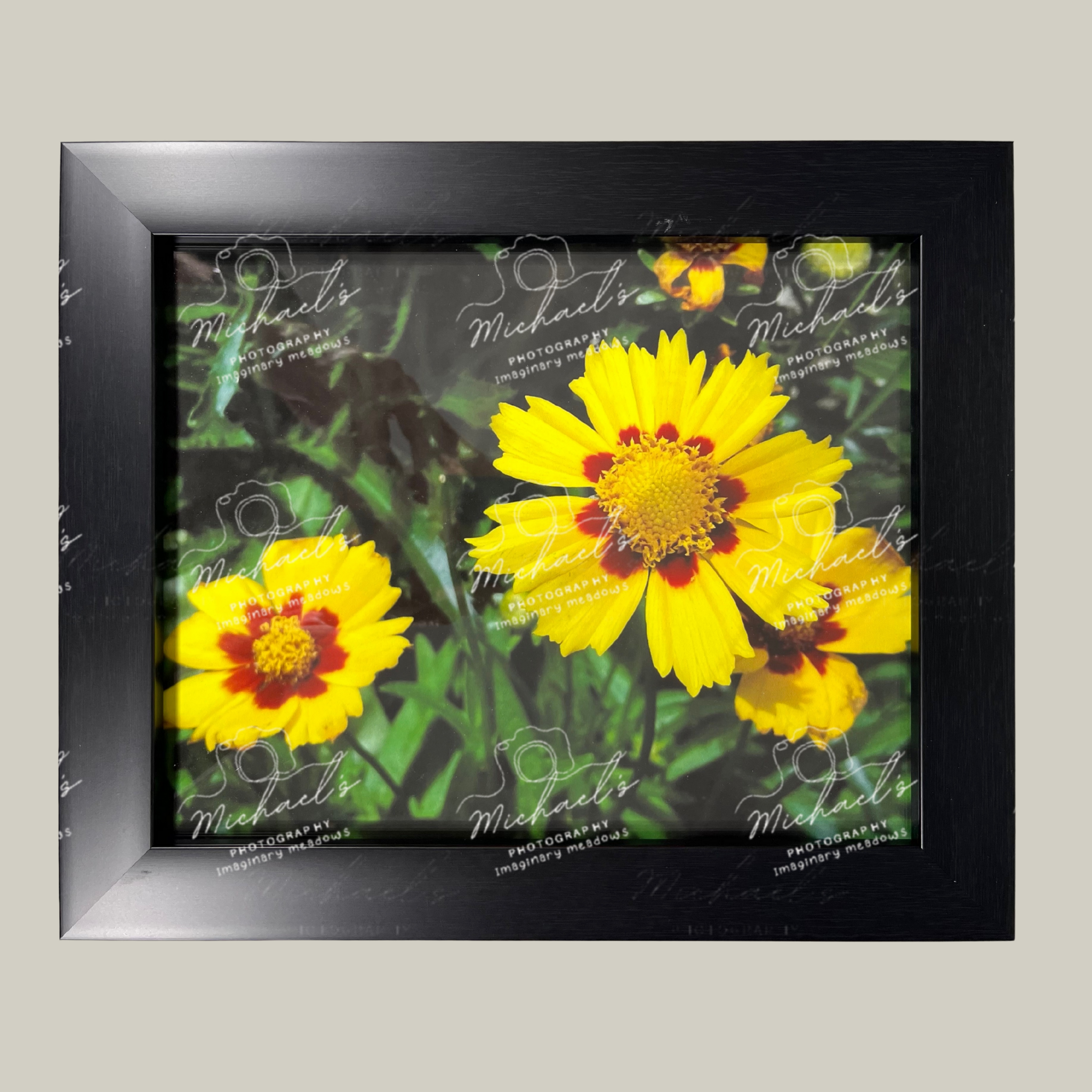Matte black framed fine art photograph of yellow coreopsis flowers with a green leafy background