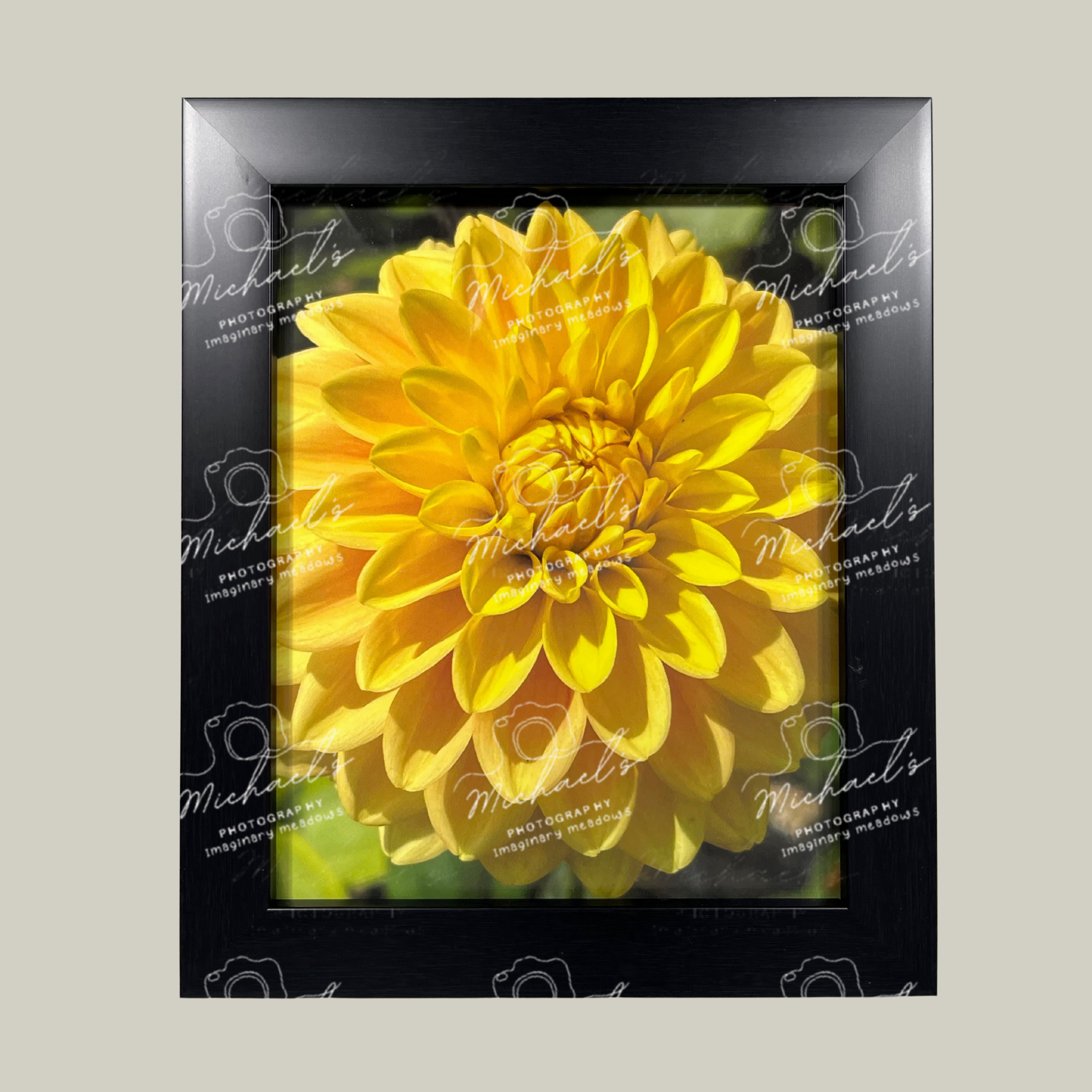 Closeup of a vibrant yellow Dahlia flower in a matt black frame 