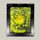 Framed photograph of a sunflower flower bud with a matt black frame