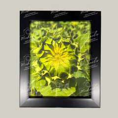 Framed photograph of a sunflower flower bud with a matt black frame