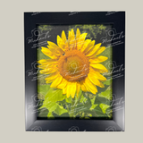 Matte black framed picture of a sunflower with a bee