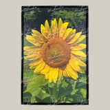 Large scale matte black framed photograph of a sunflower with green leaves and a bee