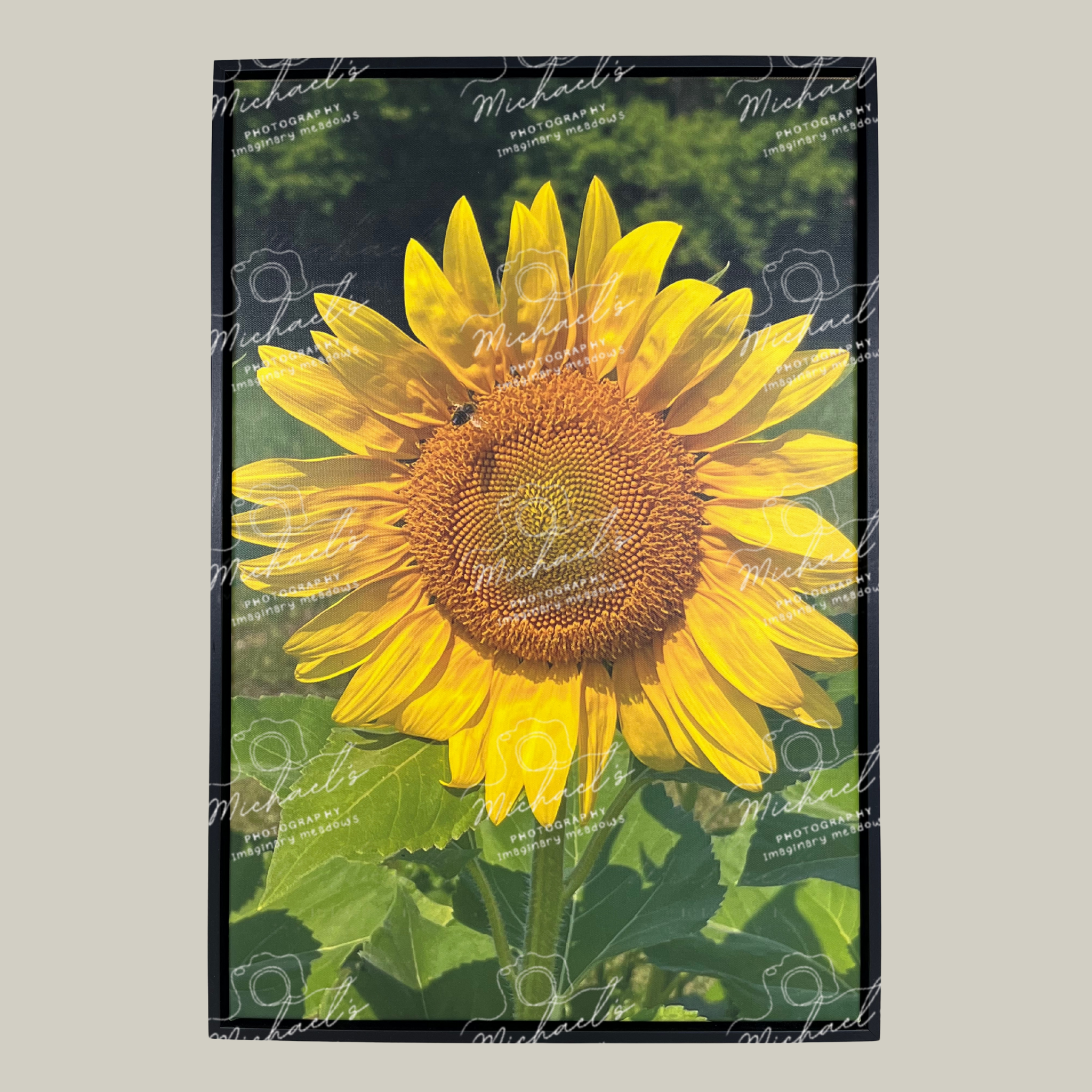 Large scale matte black framed photograph of a sunflower with green leaves and a bee