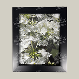Framed photograph of white phlox flowers with a matte black frame.