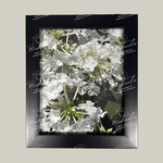 Framed photograph of white phlox flowers with a matte black frame. 1