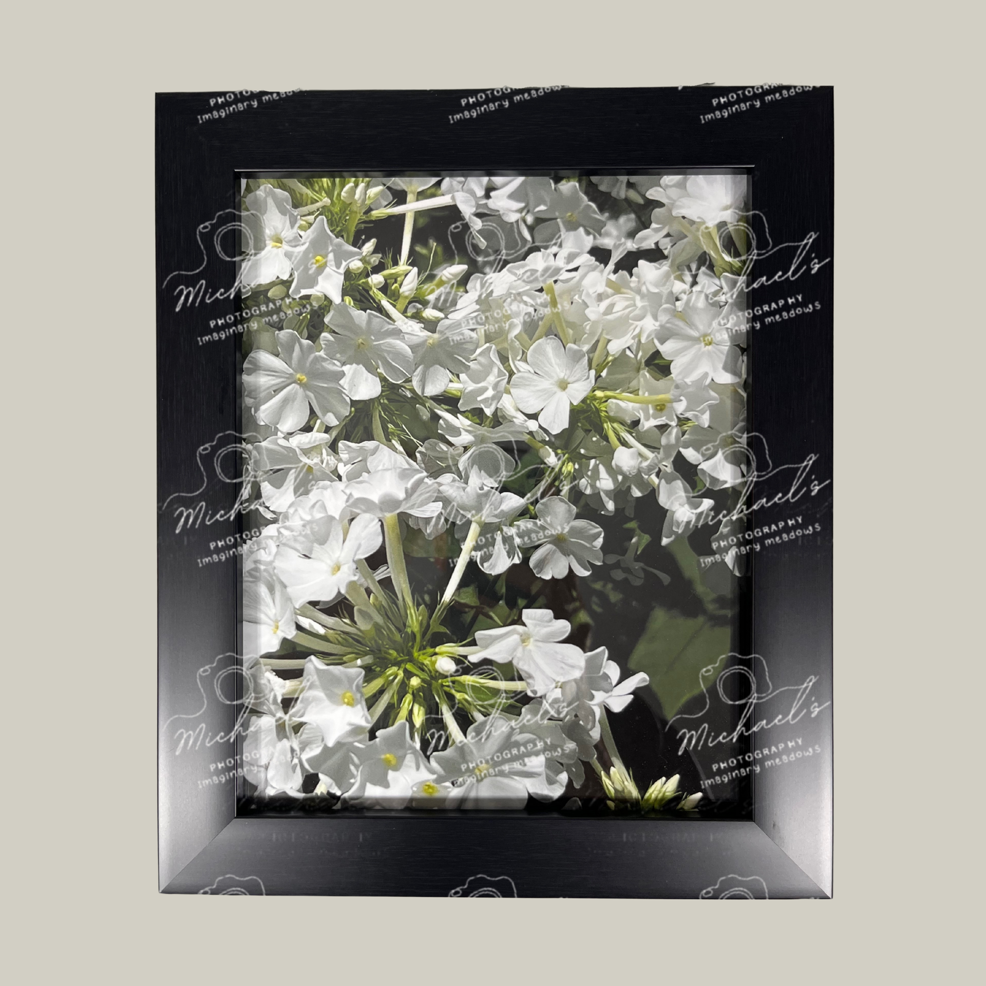 White Phlox: Midnight Bloom | Elegant Floral Photography Print