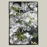 Framed photography of white phlox flowers with a black matte frame