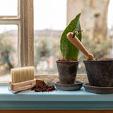 Potted plants on a windowsill with a brush and container in the foreground.