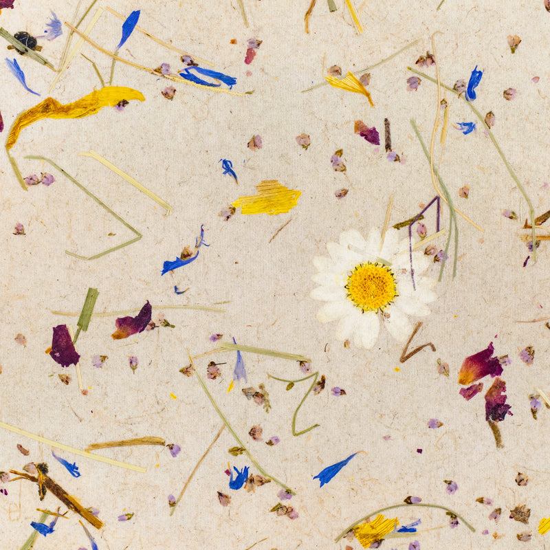 A close-up of a textured beige surface scattered with dried botanical elements, including a single white daisy with a yellow center, small blue and purple flower petals, and tan plant fragments.