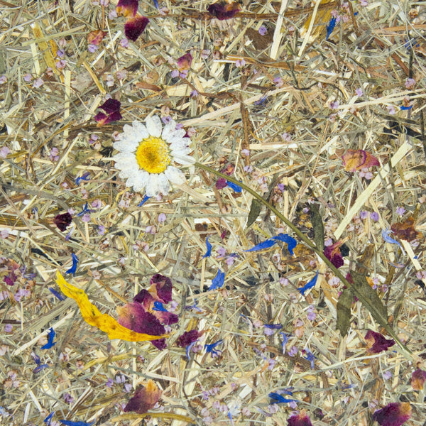 Alpine Meadow