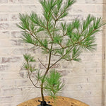 Unique cast iron branch holder styled after a Christmas tree stand supporting a pine branch on a wooden table with a brick wall background