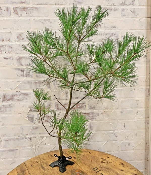 Unique cast iron branch holder styled after a Christmas tree stand supporting a pine branch on a wooden table with a brick wall background