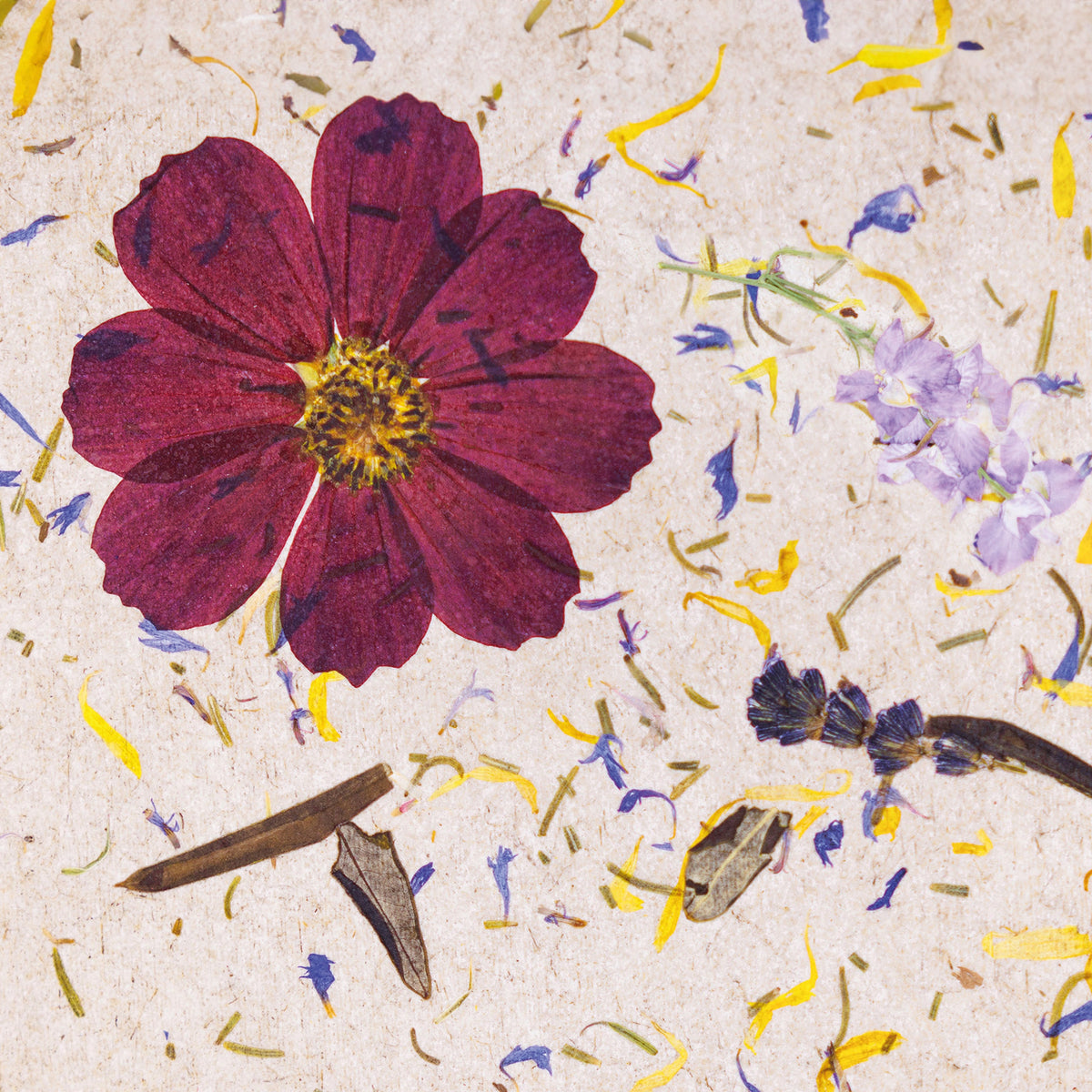 A pressed floral wall covering featuring a prominent dark burgundy cosmos flower with a yellow centre, surrounded by scattered yellow, blue, and brown botanical elements on a textured beige background.
