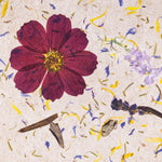 A pressed floral wall covering featuring a prominent dark burgundy cosmos flower with a yellow centre, surrounded by scattered yellow, blue, and brown botanical elements on a textured beige background. 1