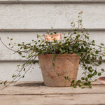 Potted plant with a copper plant label on a wooden surface with a light-colored wall background