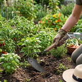 Gardener using a forged iron hand-held garden hoe to culivate in a garden filled with vegetable plants. 