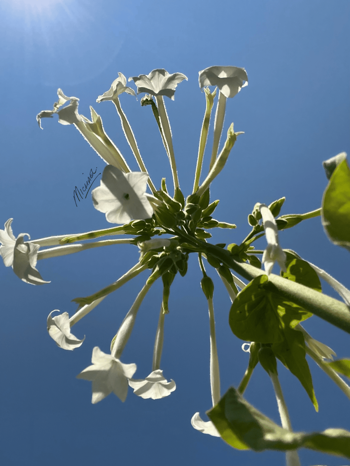 White star-shaped flowers on a plant with green leaves, photographed from below against a bright blue sky with sun rays.