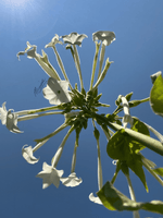White star-shaped flowers on a plant with green leaves, photographed from below against a bright blue sky with sun rays. 1