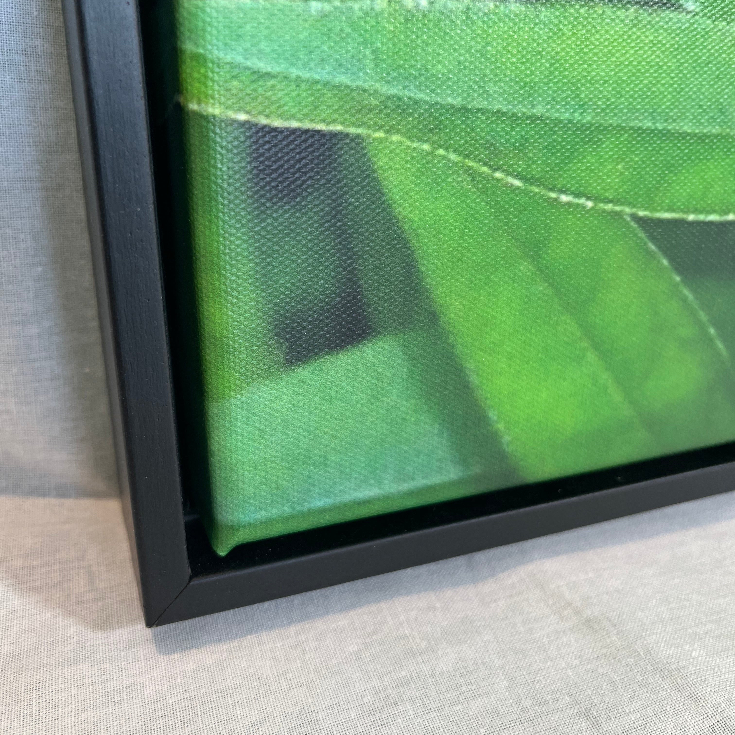 Close-up of the corner of a floating black matte frame showing the green leaf of the photograph.