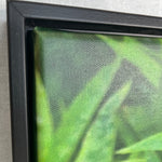 Close-up of the corner of a floating black matte frame showing the green leaf of the photograph. 