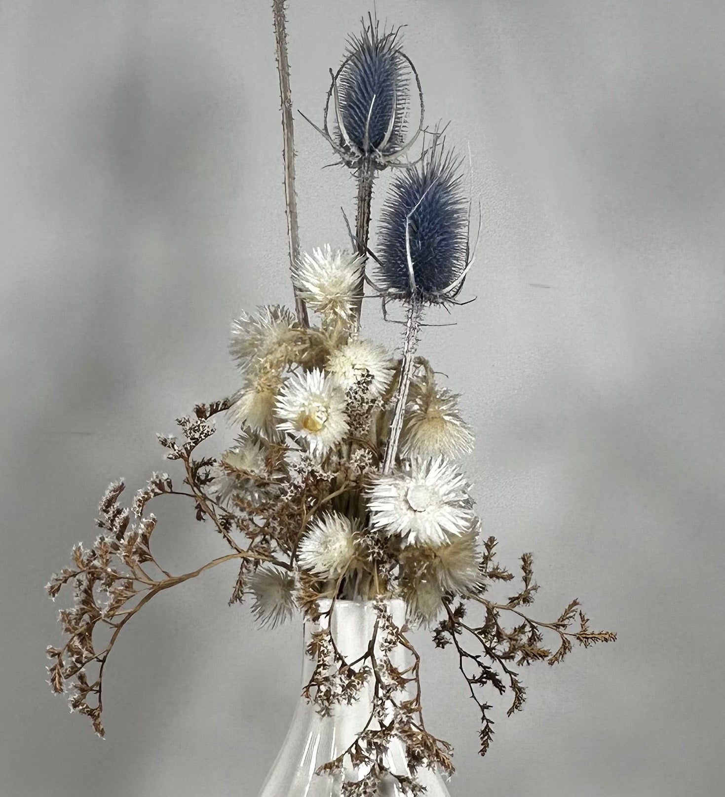 Vase of dried floral arrangement made with delicate, lace-like petals of white Cape Flowers against the intriguing, sculpted heads of blue Teasels. Adding airy lightness and enduring colour is German Statice. 