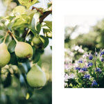 Two images: one of green pears on a tree and another of blue and purple flowers.