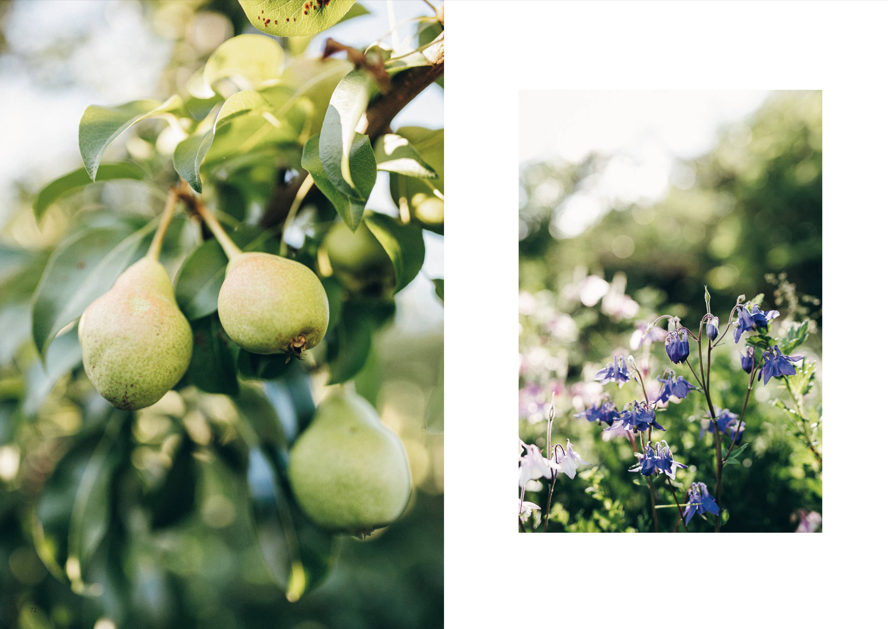 Two images: one of green pears on a tree and another of blue and purple flowers.